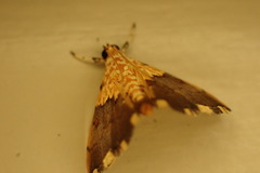 Agrotera basinotata