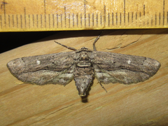 Holochroa dissociarius