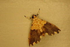 Agrotera basinotata