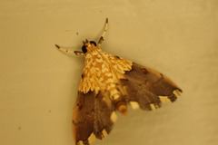 Agrotera basinotata