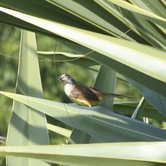 Prinia flaviventris