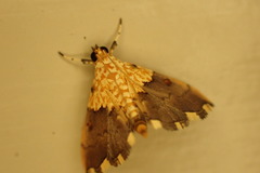 Agrotera basinotata