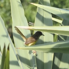 Prinia flaviventris