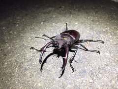 Lucanus formosanus