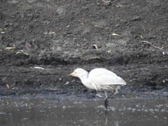 Bubulcus ibis