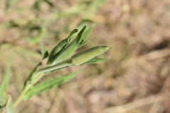 Oenothera affinis