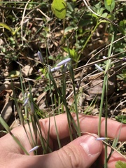 Sisyrinchium mucronatum