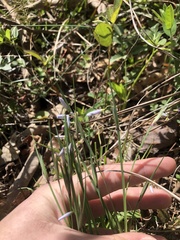 Sisyrinchium mucronatum