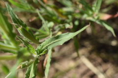 Oenothera affinis