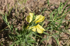 Oenothera affinis