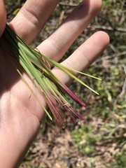 Sisyrinchium mucronatum