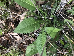 Parthenium auriculatum