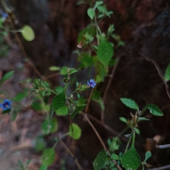 Strobilanthes pavala