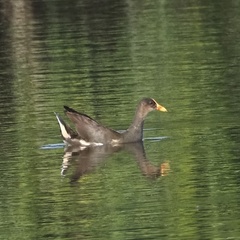 Gallinula chloropus