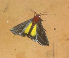 Toccolosida rubriceps