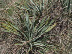 Yucca pallida