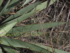 Yucca pallida