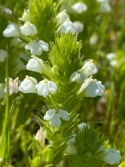 Castilleja rubicundula rubicundula