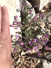 Rhinotropis subspinosa