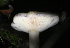 Lactarius pallescens