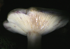 Lactarius pallescens