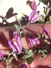 Rhinotropis subspinosa