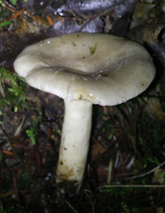 Lactarius pallescens