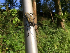 Batocera lineolata