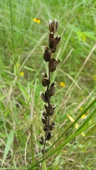 Castilleja indivisa