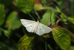 Scopula ignobilis