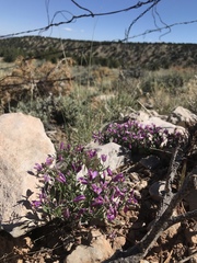 Rhinotropis subspinosa