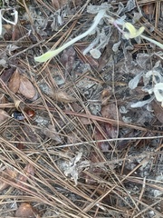 Parcoblatta fulvescens