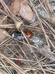 Parcoblatta fulvescens