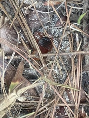 Parcoblatta fulvescens