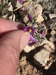 Rhinotropis subspinosa