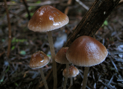 Psathyrella corrugis