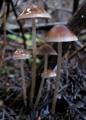 Psathyrella corrugis