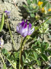 Astragalus rattanii jepsonianus
