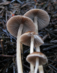 Psathyrella corrugis