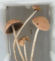 Psathyrella corrugis