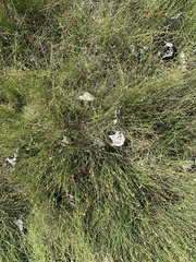 Festuca maritima