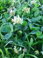 Trifolium repens