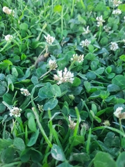 Trifolium repens