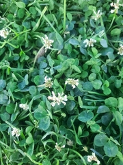Trifolium repens