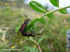 Oncopeltus orourkeae
