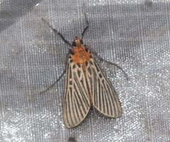 Tyspanodes exathesalis