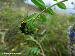 Oncopeltus orourkeae