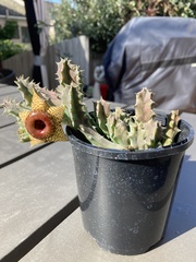 Huernia zebrina