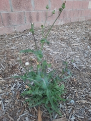 Sonchus asper