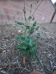 Sonchus asper